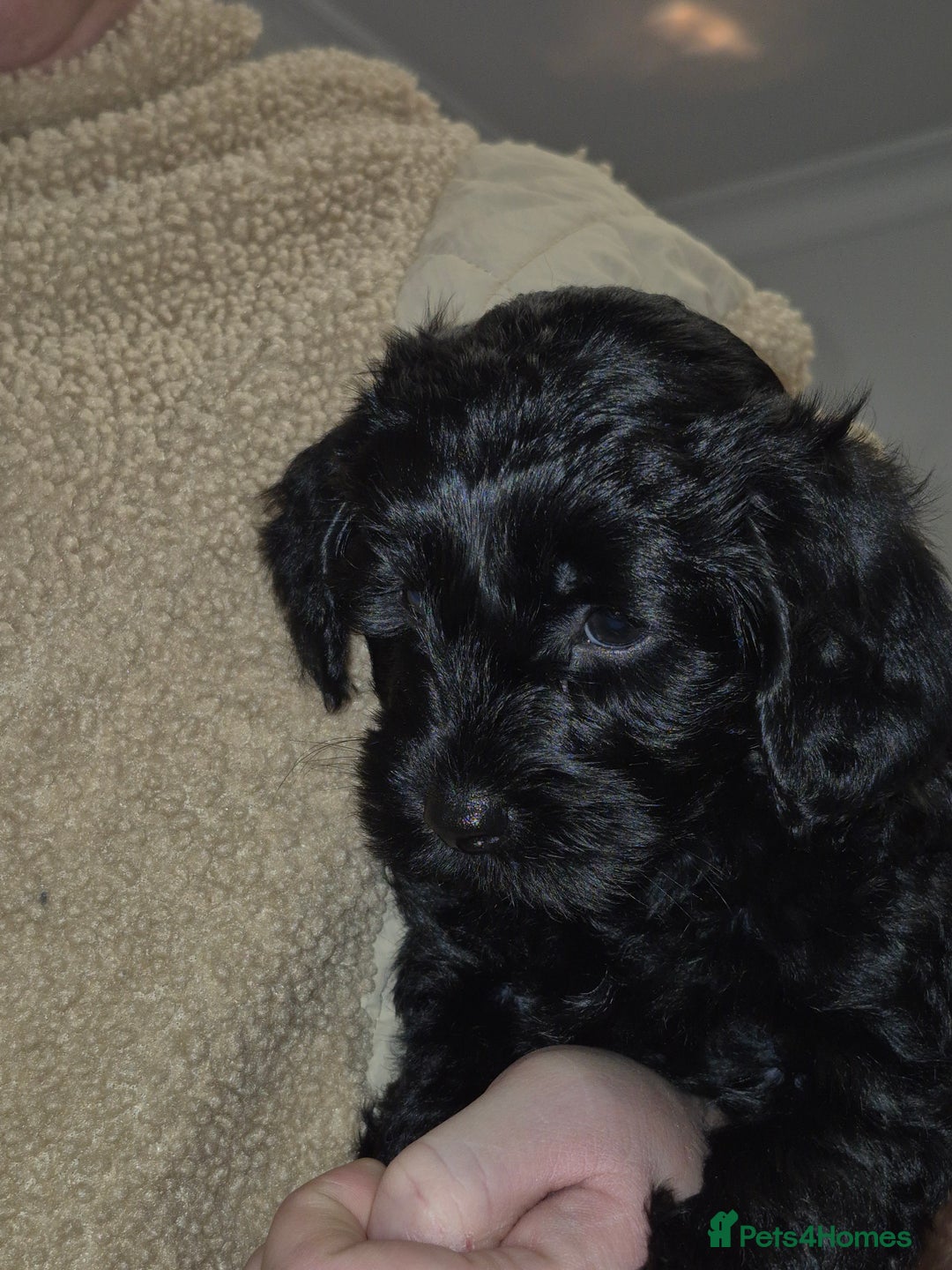 Mixed Breed dogs for sale: Yorkiepoo puppies  - Advert 4