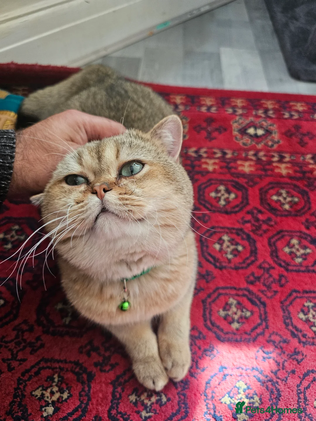 British Shorthair cats for sale: Blue, Feline - Advert 2
