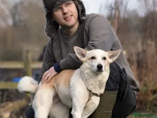 Mixed Breed dogs Egyptian girl Cleo is looking for her forever home - Advert 16