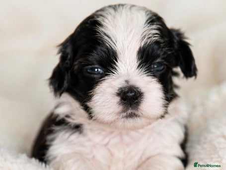 Shih Tzu dogs Domino Traditional Black & White Health Tested KC - Advert 1