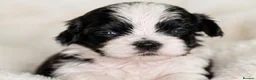 Shih Tzu dogs for sale: 🐾🖤 Traditional Black & White Health Tested KC - Advert 1