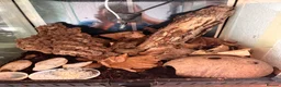 Millipedes invertebrates for sale: Giant African Train Millipede and full set up - Advert 4