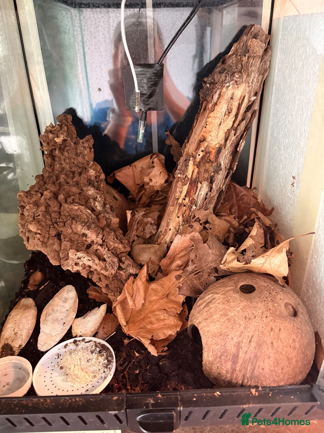 Millipedes invertebrates for sale: Giant African Train Millipede and full set up - Advert 4
