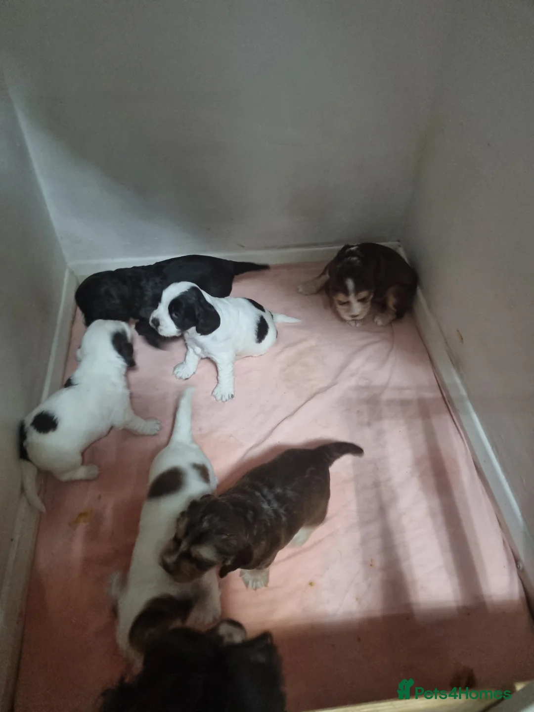 Cocker Spaniel dogs for sale:  Show Cockerspaniel puppies - Advert 11