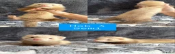 Ferret rodents for sale: PEDIGREE ANGORA FERRETS READY 4/7/26 - Advert 8