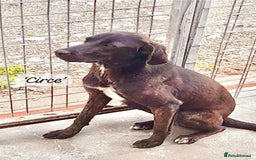 Mixed Breed dogs for adoption: Circe, approx 1 yr old. Available for adoption. - Image 10