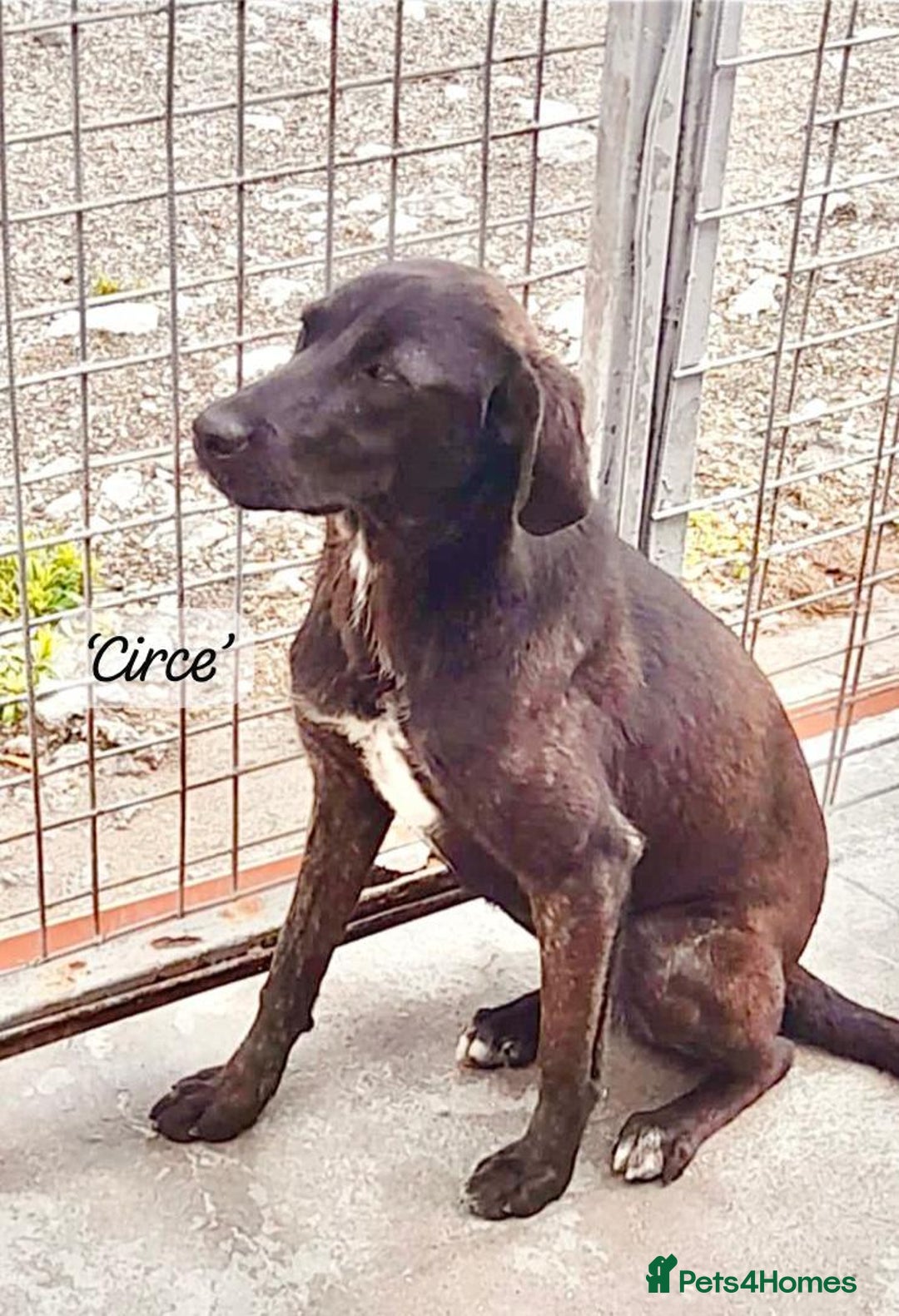Mixed Breed dogs for adoption: Circe, approx 1 yr old. Available for adoption. - Image 10