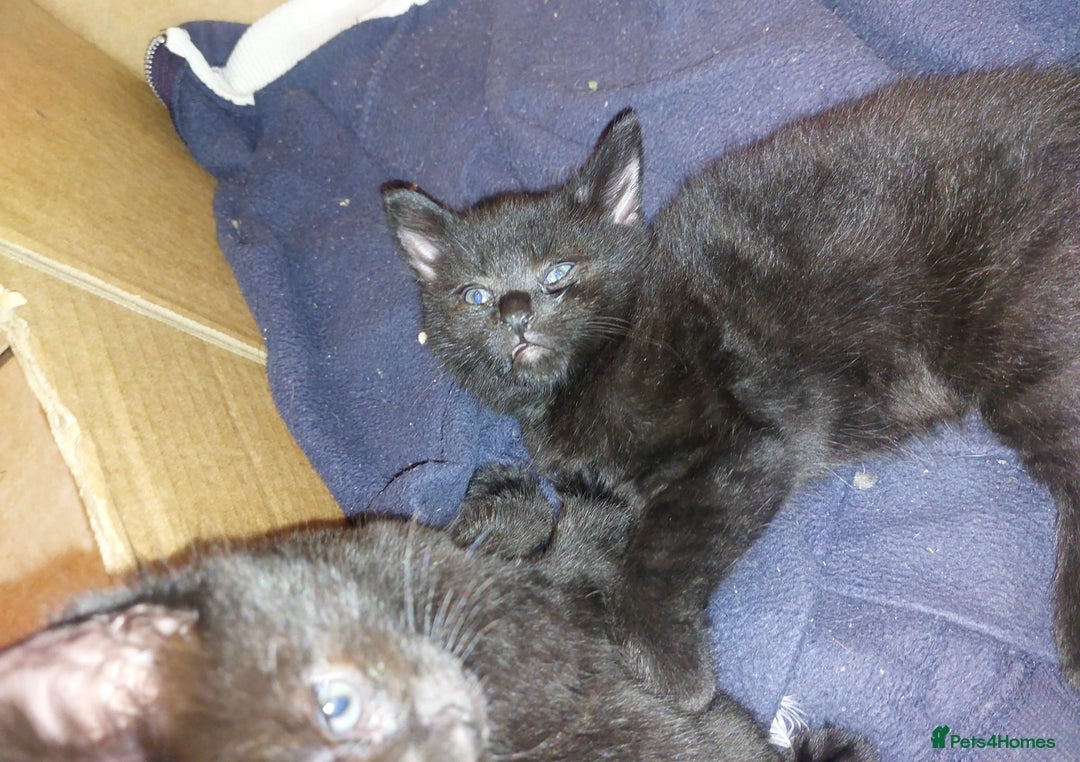Domestic Shorthair cats for sale: Kittens & mother cat for sale - Image 3