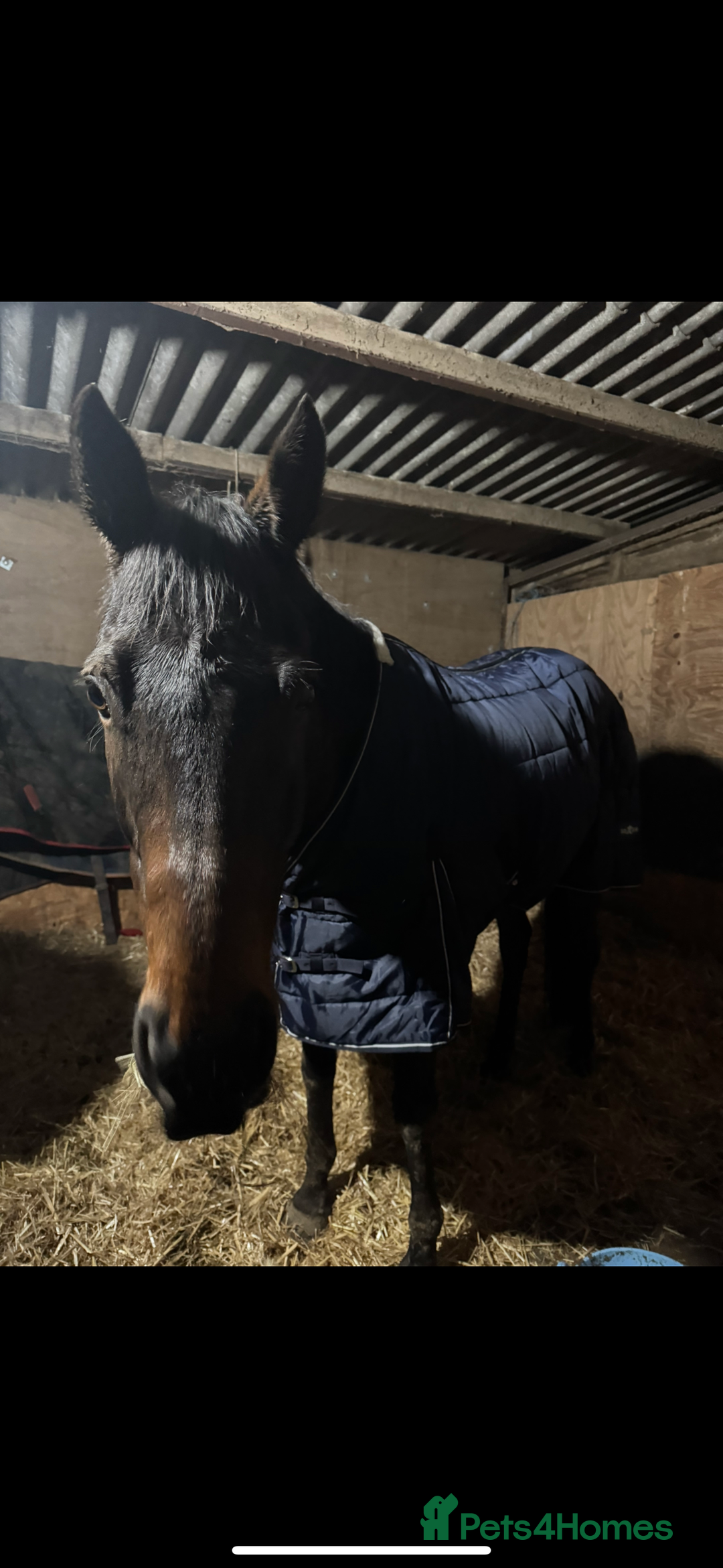 Irish Thoroughbred horses for sale: Bruno, lovely 16.2 gelding for sale  - Advert 4