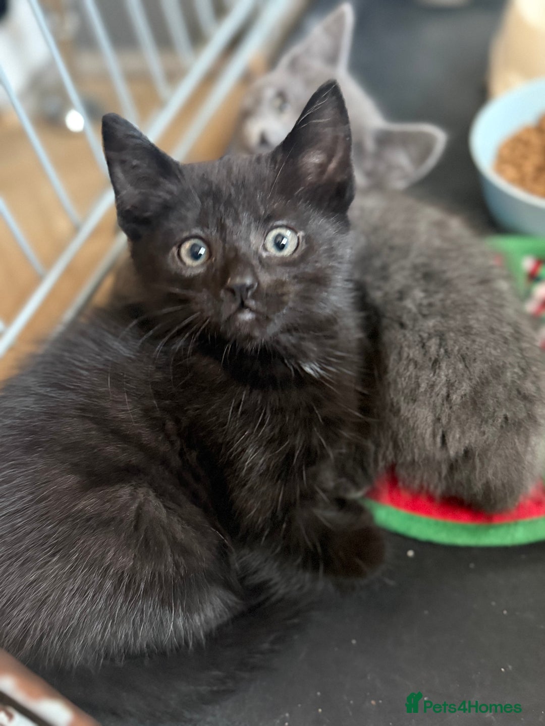 Mixed Breed cats for sale: Beautiful kitten for sale  - Advert 6