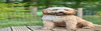 Labradoodle 1