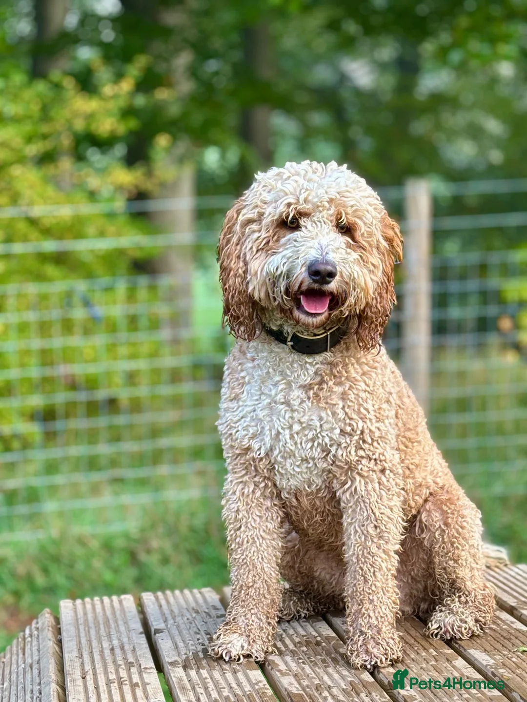 Labradoodle dogs for sale: Beautiful Boy - Looking for a 5 ⭐️ Home  - Advert 11