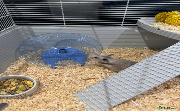 Hamster rodents - Advert 1