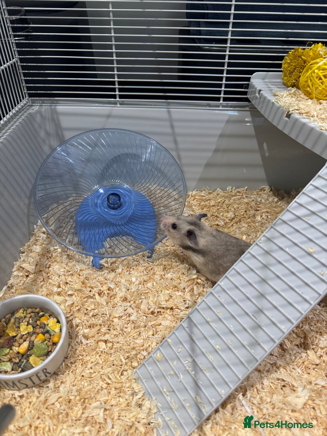 Hamster rodents for sale: Syrian hamster  - Image 1