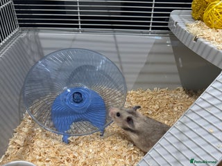 Hamster rodents - Advert 24