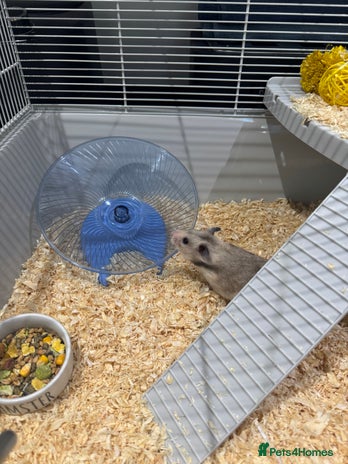 Hamster rodents - Advert 1