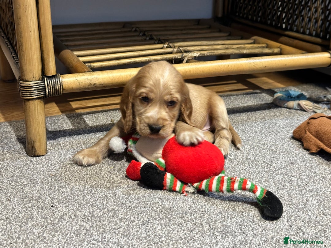 Cocker Spaniel dogs for sale: Beautiful show type puppies  - Image 14