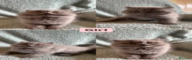 British Shorthair Girl