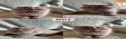 British Shorthair cats for sale: British Blue Shorthair Kittens in Doncaster - Advert 2
