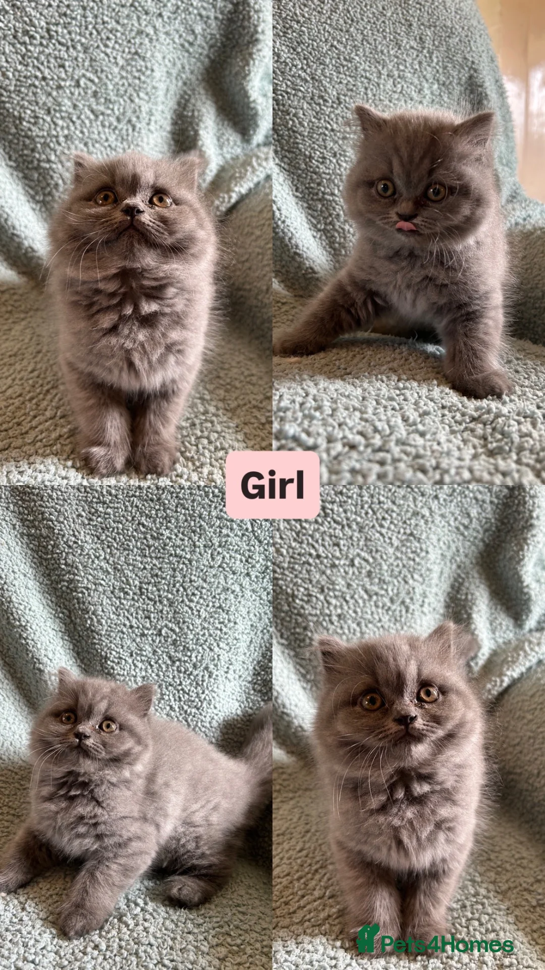 British Shorthair cats for sale: British Blue Shorthair Kittens in Doncaster - Advert 2