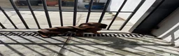 Miniature Dachshund dogs for stud: Miniature dachshund for stud  - Advert 3