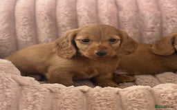 Dachshund dogs for sale: Beautiful miniature long hair dachshund - Image 5