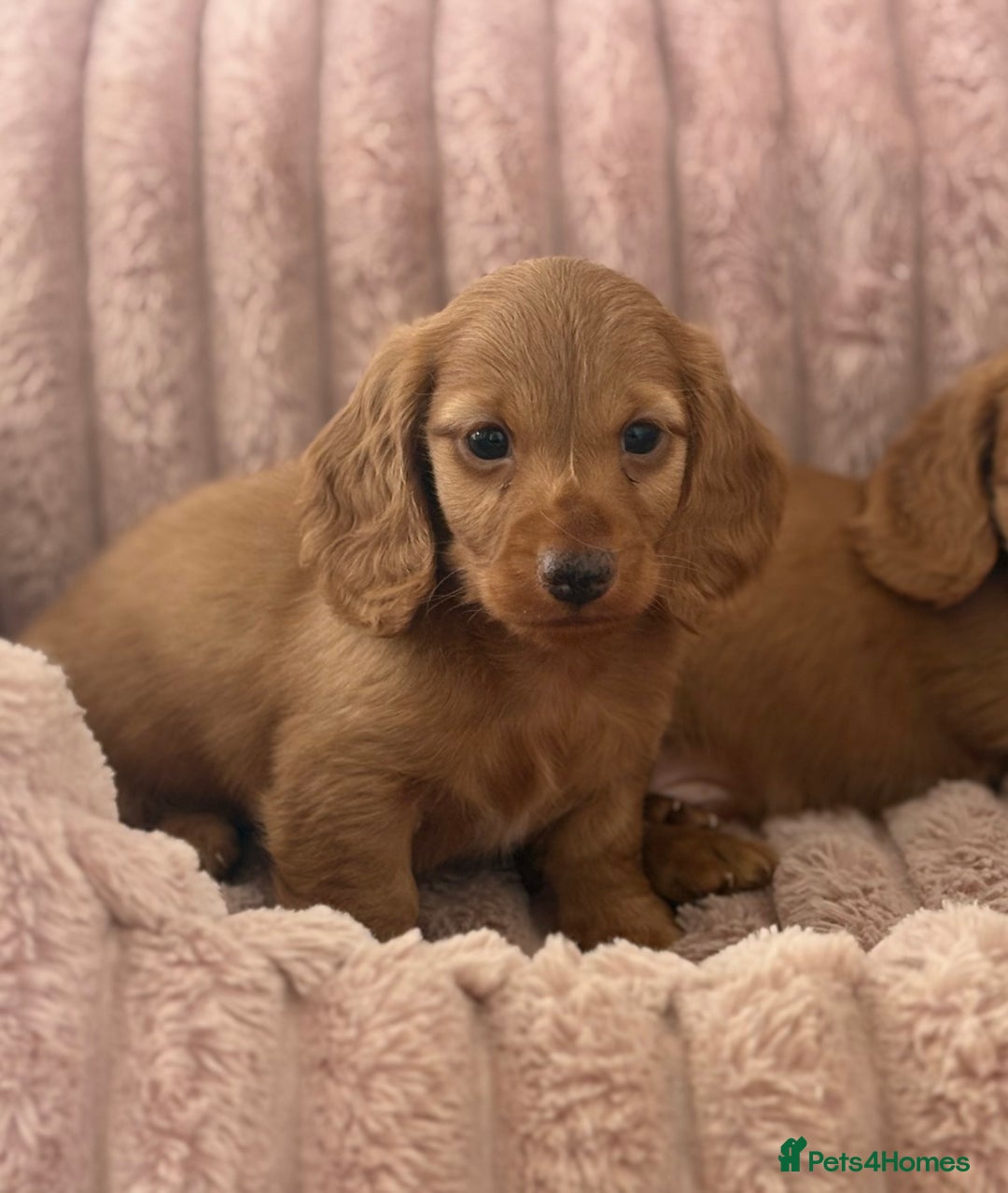 Dachshund dogs for sale: Beautiful miniature long hair dachshund - Image 5