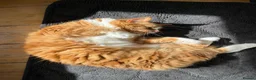 Mixed Breed cats for sale: 2 cats looking for a new home in London - Advert 7
