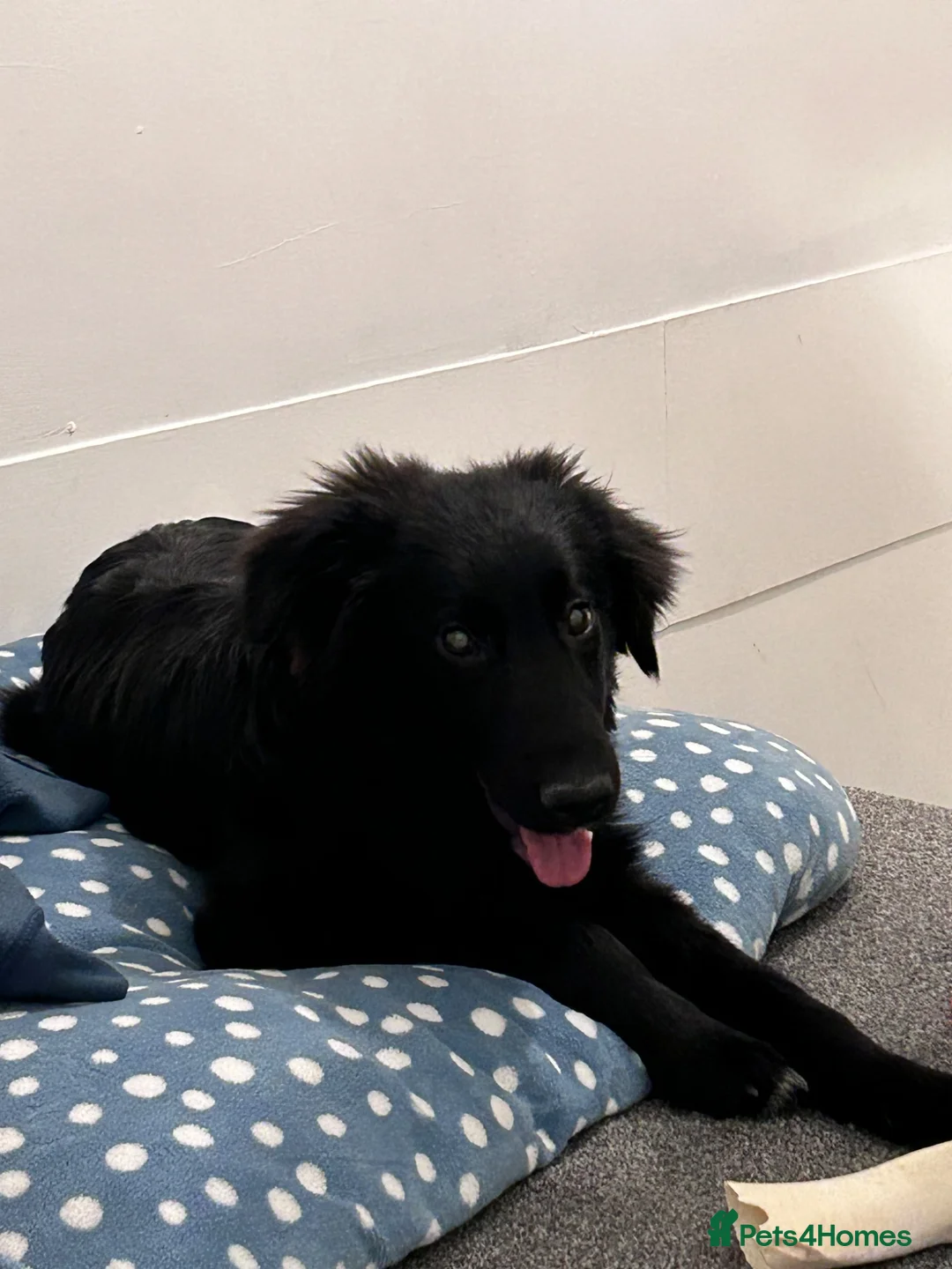 Mixed Breed dogs for sale: Looking for a new home please read description  - Advert 4