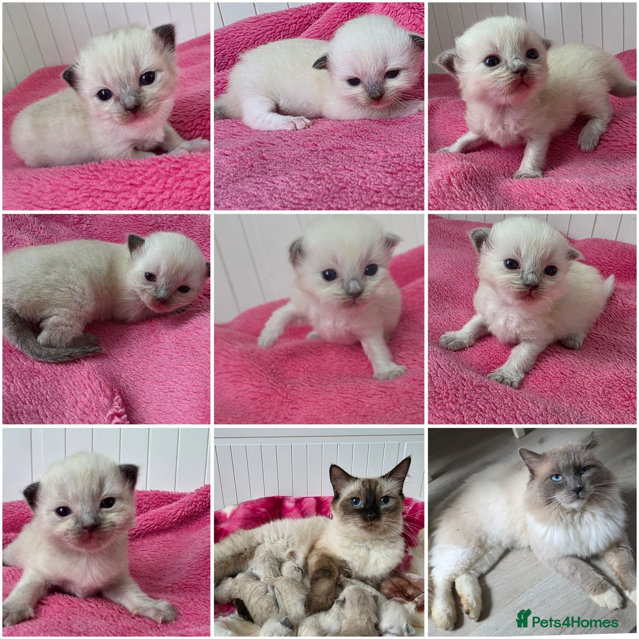 Ragdoll cats Ragdolks kittens-Reservation open😻😺🩵❤️ - Advert 1