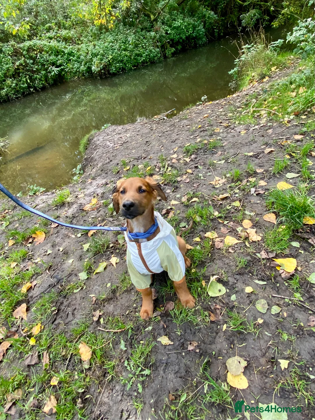 Mixed Breed dogs for sale: Male spaniel mix - Advert 3