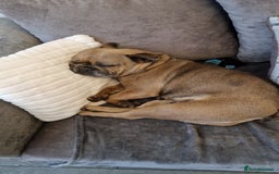 French Bulldog dogs for sale: French bulldog - Image 1