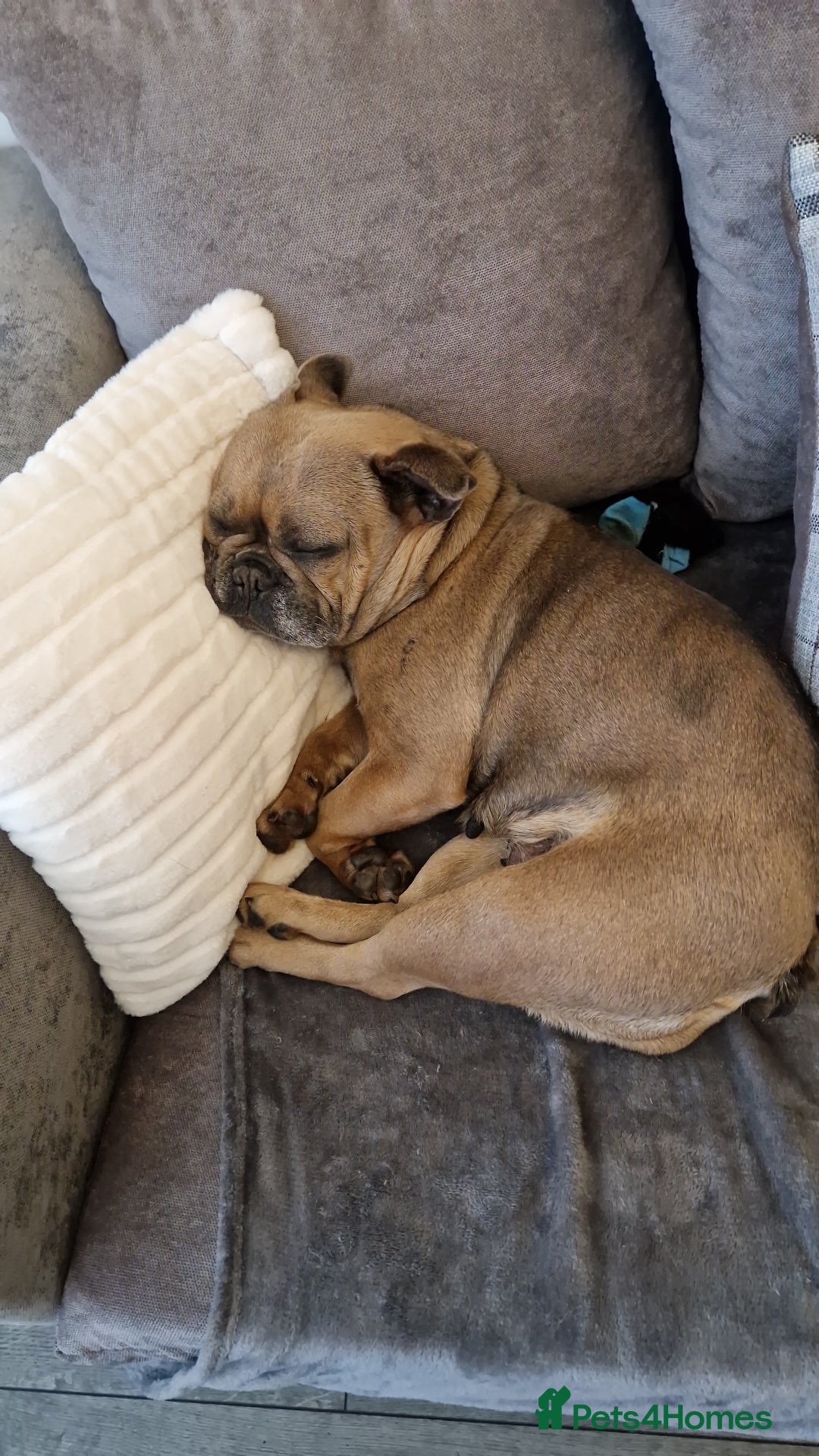 French Bulldog dogs for sale: French bulldog - Image 1