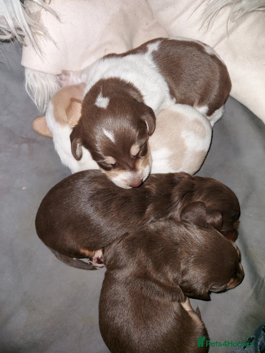 Miniature Dachshund dogs for sale: Miniature Dachshund Puppies - Advert 6