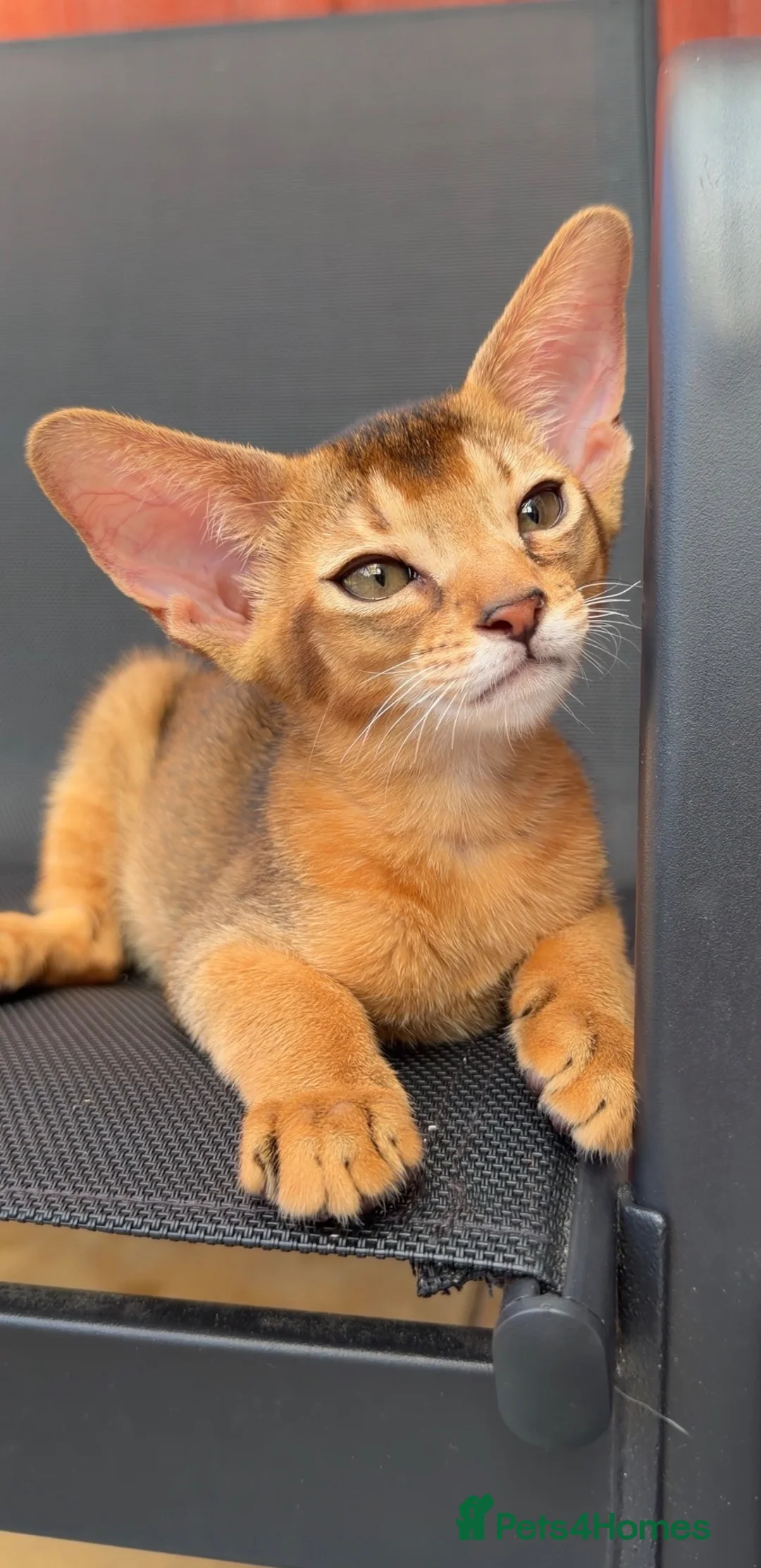 Abyssinian cats for sale: Gorgeous Abyssinian ruddy girls🤎❤️ - Advert 1