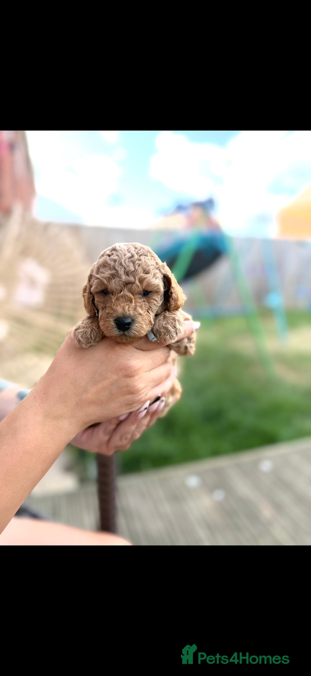 Cavapoo dogs for sale: 1 beautiful curly haired toy poodle boy - Image 8