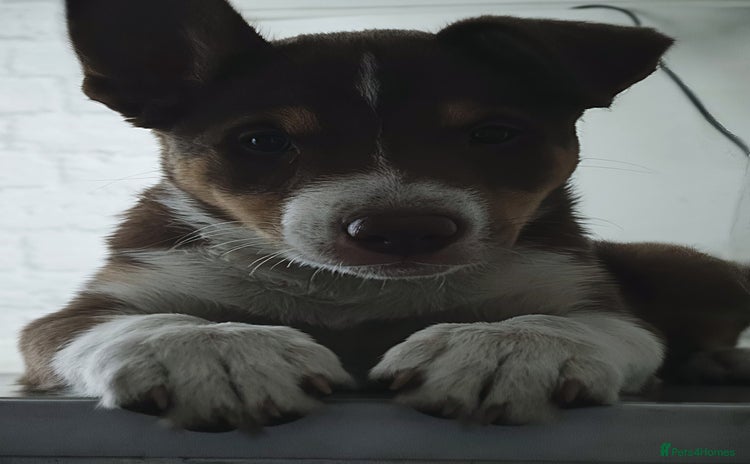 Border Collie dogs - Advert 9