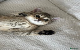 British Shorthair cats for sale: ‼️Ready now, last kitten left TICA registered  - Image 24