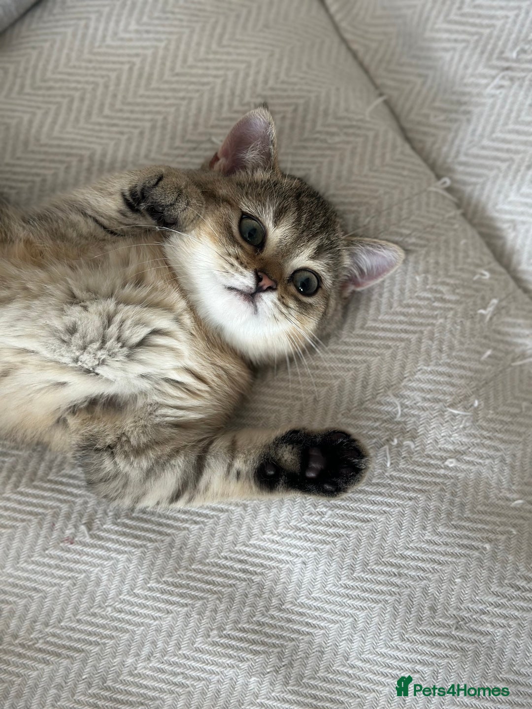 British Shorthair cats for sale: ‼️Ready now, last kitten left TICA registered  - Image 24