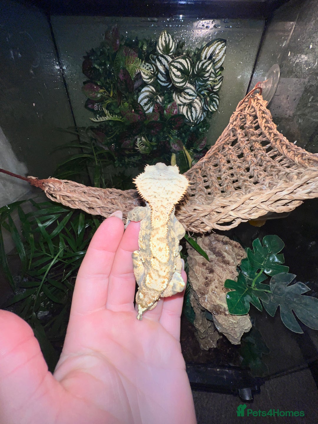 Gecko reptiles for sale: Crested gecko - Advert 4
