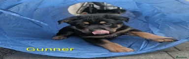 Gunner (Yellow)
