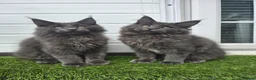Maine Coon cats for sale: Outstanding gccf pet registered babies  - Advert 4