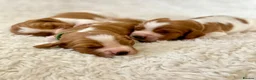 Welsh Springer Spaniel dogs for sale: KC Reg Welsh Springer Spaniels Fully Health Tested - Advert 20