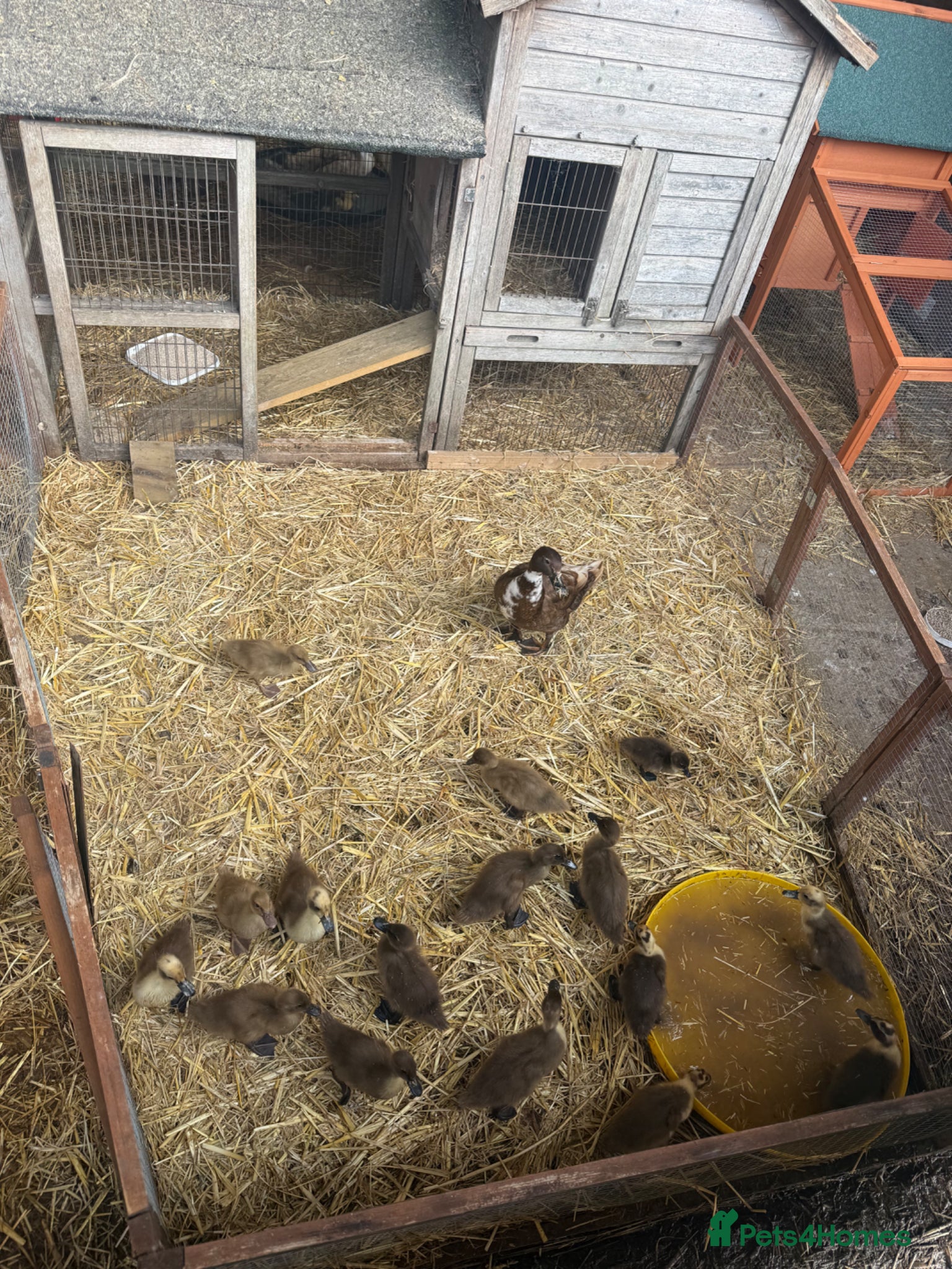 Ducks poultry Mother duck & young ducklings 👀🏡 - Advert 13