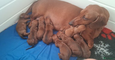 Dachshund dogs - Advert 7