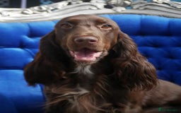 Field Spaniel dogs for sale: extremely rare Field Spaniel puppy available - Image 5