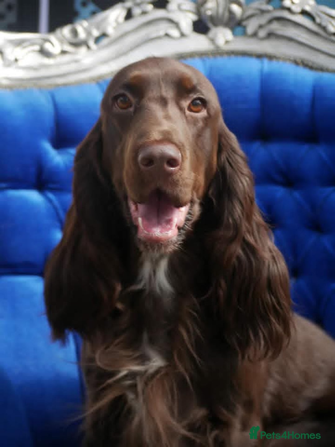 Field Spaniel dogs for sale: extremely rare Field Spaniel puppy available - Image 5