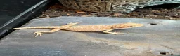 Bearded Dragon reptiles for sale: Baby dragons and other reptile for rehome  - Advert 1