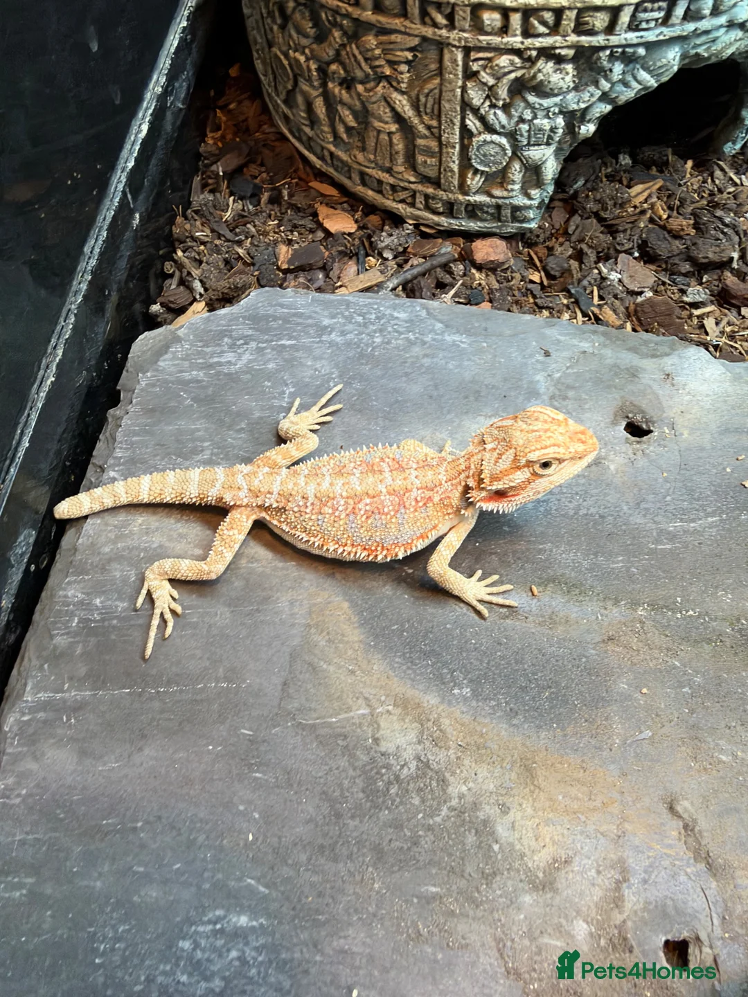 Bearded Dragon reptiles for sale: Baby dragons and other reptile for rehome  - Advert 1