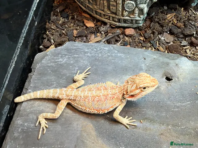 Bearded Dragon reptiles for sale: Baby dragons and other reptile for rehome - Advert 1
